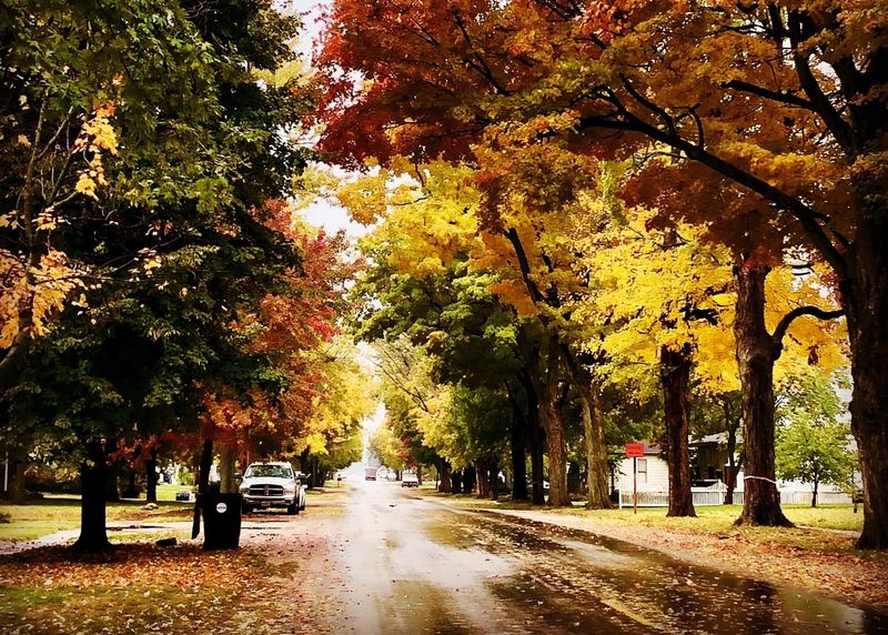 Autumn trees on residential area in Argenta, IL